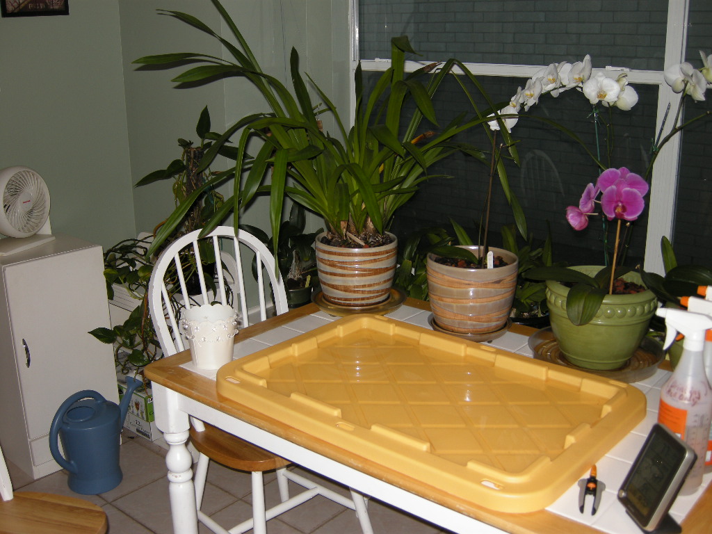 The Orchid Whisperer Home made Humidity tray